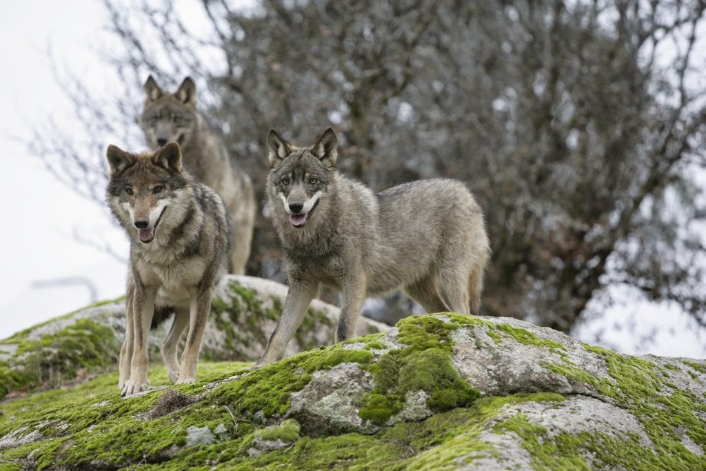 A pack of Iberian wolves.