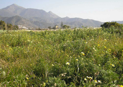 meadow-and-mountains-thumb