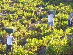 picking the grapes in the Axarquia