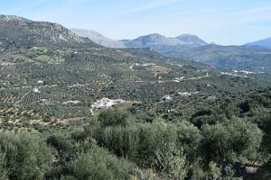 olive grove13