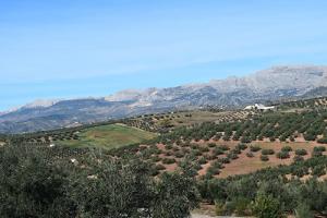olive grove2