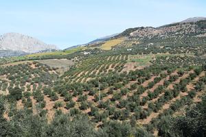 olive grove3