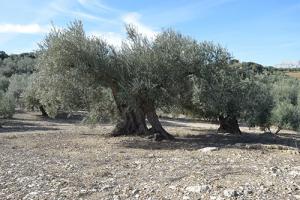 olive grove5