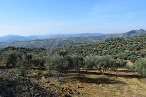 olive grove6