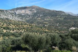 olive grove8