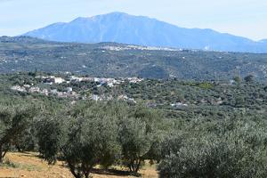 olive grove9